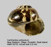 Cantharidus antipodum